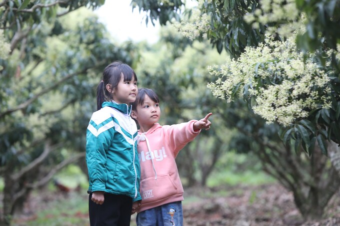 Các em bé người dân tộc Nùng ở xã Biên Sơn, huyện Lục Ngạn, chơi đùa trong vườn vải của gia đình.