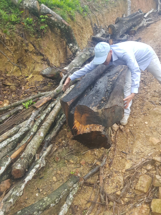 Một cây gỗ bị chặt phá có đường kính lớn hơn 50 cm
