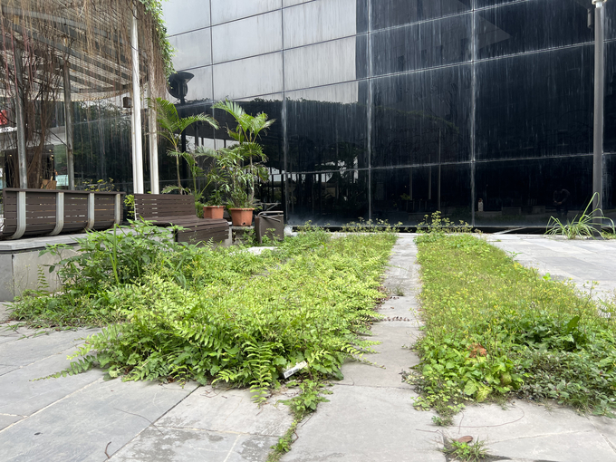 Bảo tàng - Thư viện tỉnh Quảng Ninh cũng bị xuống cấp do không được vệ sinh thường xuyên dẫn tới có nhiều cỏ dại mọc lên xung quanh. Ảnh Nghĩa Hiếu