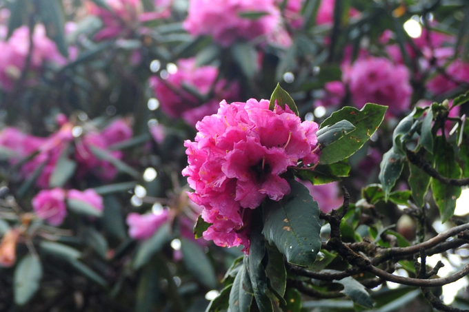 Tháng 3, tháng 4 cũng chính là thời điểm hoa Đỗ Quyên nở đẹp và nhiều nhất trên đỉnh Pu Ta Leng. Ảnh Tường Loan