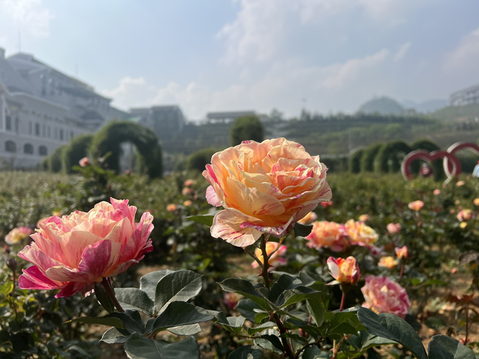 Những bông hồng đồng loạt đua đua nở tại Sun World Fansipan. Ảnh Sun Group
