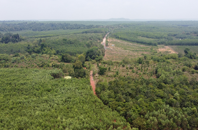 Tuyến 13C quy hoạch sẽ đi qua khu rừng là khu dự trữ sinh quyển thế giới mà đây là khu vực không được tác động vào. Ảnh: Phước Tuấn