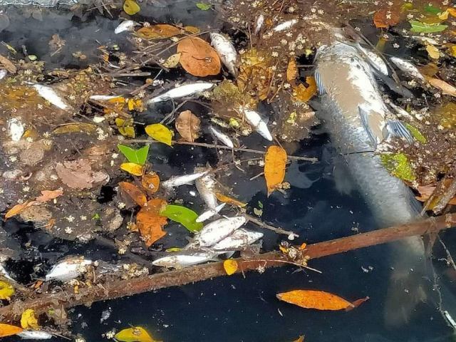 Nước sông chàng ô nhiễm dẫn đến cá chết hàng loạt