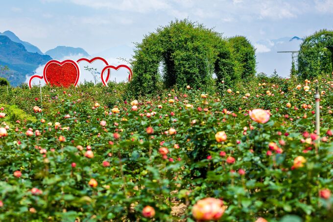Thung lũng hoa hồng lớn nhất Việt Nam với 10.000 gốc hồng leo