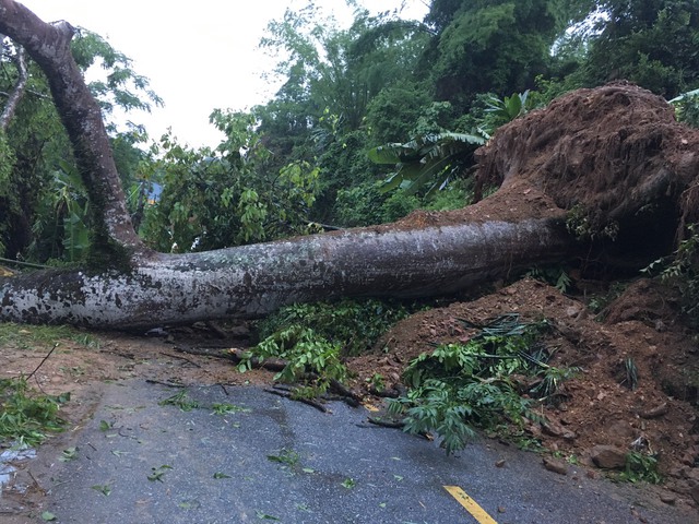 Tuyến đường tỉnh 258 (đoạn qua thị trấn Phủ Thông, huyện Bạch Thông) cũng ách tắc do một thân cây lớn đổ chắn ngang đường