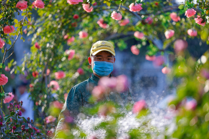Những vườn hồng leo tại nơi đây được anh Phạm Văn Minh cùng đội ngũ nhân viên cảnh quan khu du lịch chăm nuôi tươi tốt. Ảnh Sun Group