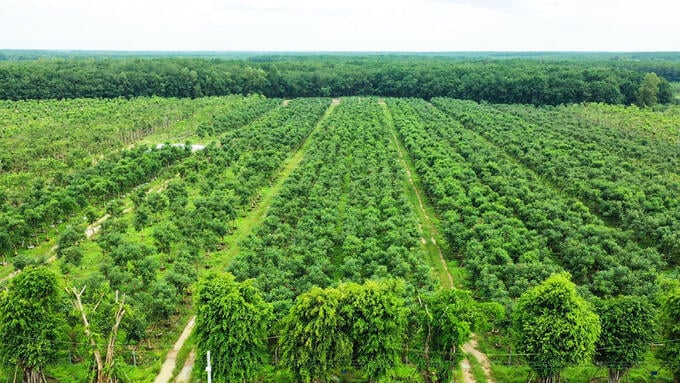 Nova Evergreen đầu tư vào lĩnh vực cảnh quan, nông nghiệp chất lượng cao của cả nước và định hướng vươn tầm quốc tế