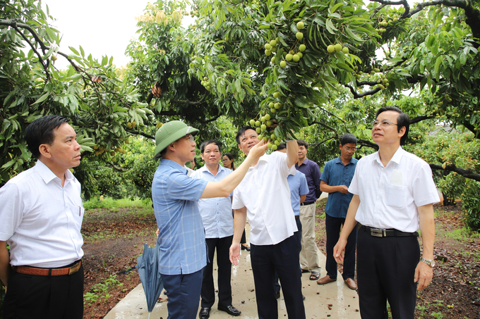 Chủ tịch UBND tỉnh Bắc Giang Lê Ánh Dương thăm vườn vải thiều ở xã Phượng Sơn, huyện Lục Ngạn.