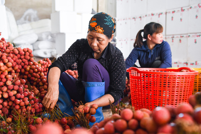 Bà Phạm Thị Tâm trú ở xã Phì Điền (Lục Ngạn, Bắc Giang) cho biết: 'Công việc của tôi tại điểm cân là chọn lọc quả vải làm sao cho đảm bảo chất lượng, để đóng hàng đi xuất khẩu trong nước và nước ngoài. Thu nhập mỗi ngày giao động từ 300 - 500 nghìn đồng/buổi'.