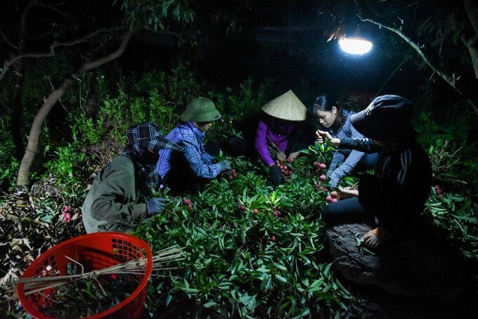 Cứ mỗi mùa vải đến độ thu hoạch, người dân khắp huyện Lục Ngạn (Bắc Giang) lại chong đèn hái vải từ nửa đêm đến rạng sáng để kịp mang đi tiêu thụ.