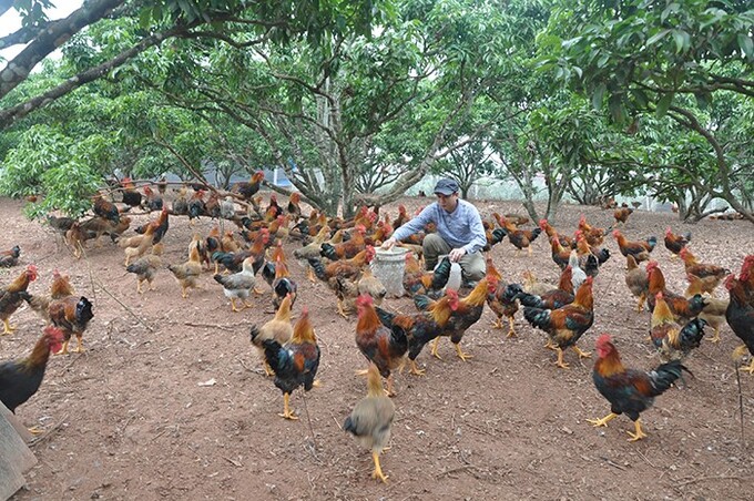 Bắc Giang phát triển chăn nuôi theo hướng tăng số lượng đầu con hợp lý, ưu tiên phát triển những vật nuôi chủ lực như lợn, gà.