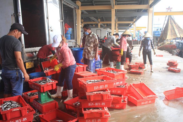 Giá cả hải sản chưa tăng khiến nhiều chủ đàu thu không đủ bù chi - Ảnh: VGP/Minh Trang
