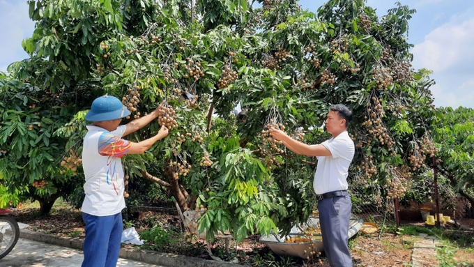 Sở Nông nghiệp và PTNT tỉnh Bắc Giang cho biết, toàn tỉnh có hơn 3,4 nghìn ha nhãn, đạt sản lượng hơn 23,3 nghìn tấn, trong đó có hơn 1,5 nghìn tấn đủ tiêu chuẩn xuất khẩu