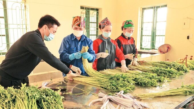 Người dân xã Hoàng Lương trồng rau cần cho thu nhập cao, giúp cải thiện đời sống, thu nhập so với nhiều năm trước