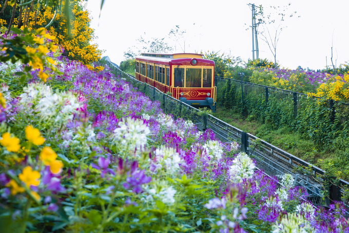 Vườn hoa đuôi công trải dài 7,5 hecta dọc tuyến đường tàu hỏa leo núi Mường Hoa