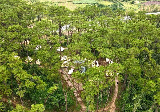 Tại Khánh Sơn cũng có một rừng thông lãng mạn, thơ mộng hệt như Đà Lạt vậy!