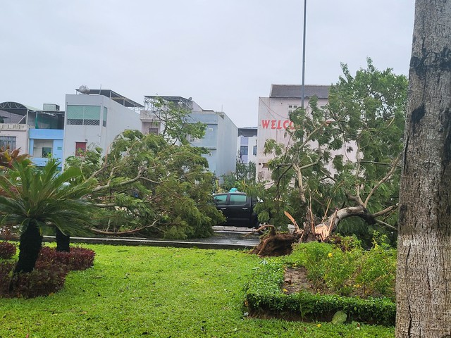 Ghi nhận chưa gây thiệt hại về người trên địa bàn TP. Đà Nẵng, hàng loạt cây xanh bị gãy đổ trong bão