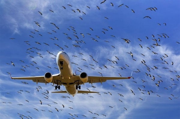 Cục HKVN yêu cầu Tổng công ty CHK Việt Nam chỉ đạo các Cảng hàng không trực thuộc khẩn trương hoàn thành và ban hành Chương trình kiểm soát chim, động vật hoang dã, vật nuôi tại các Cảng hàng không