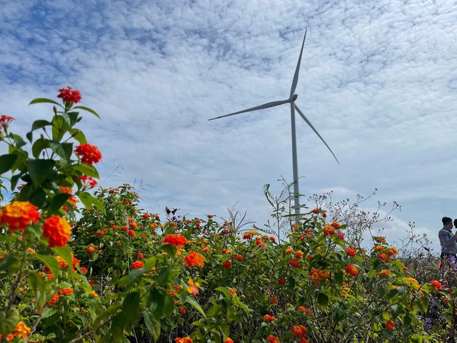 Dự án điện gió ven biển tại huyện Hòa Bình, tỉnh Bạc Liêu. Ảnh VGP/Nhật Bắc