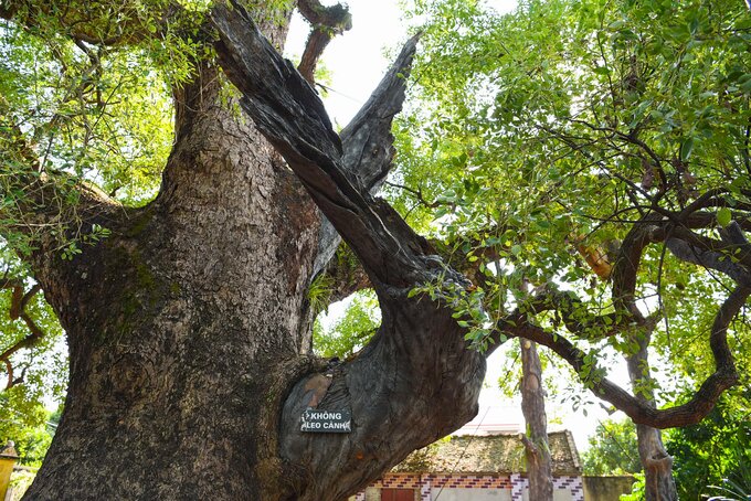 “Hàng năm, cây dã hương thu hút hàng chục nghìn lượt khách du lịch đến tham quan, chiễm ngưỡng cây dã ngàn năm kì vĩ đến từ thiên nhiên tại xã Tiên Lục, huyện Lạng Giang”, ông Nên cho biết thêm.
