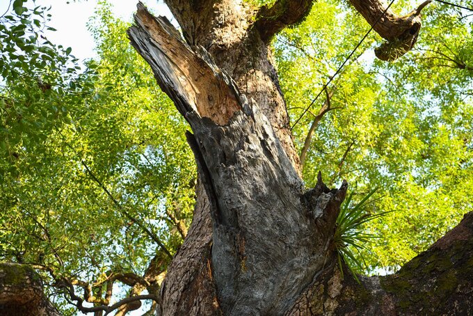 Cũng theo ông Hoàng Viết Nên, với dáng đứng bề thế, cành lá xum xuê xanh tốt, cây dã dương như một biểu tượng cho sức mạnh của thiên nhiên, sự trường tồn vĩnh cữu thách thức với thời gian và không gian. Cây được ví như lá phổi xanh che chắn cho người dân Tiên Lục.