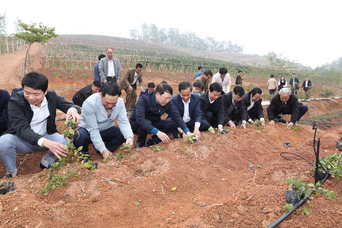 Ông Lê Ánh Dương, Chủ tịch UBND tỉnh Bắc Giang cùng các đại biểu trồng sâm tại khu vực sản xuất của HTX Sâm núi Dành