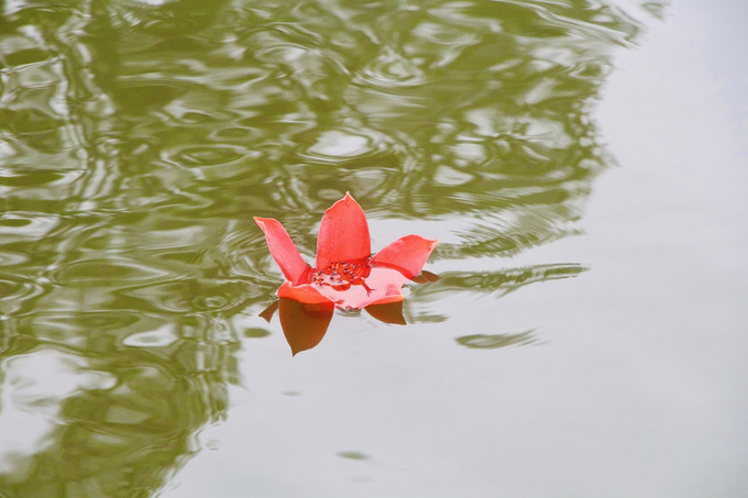 Hoa gạo có 5 cánh đỏ, khi nở khoảng vài ngày sẽ rụng xuống sân chùa hoặc mặt hồ Long Trì
