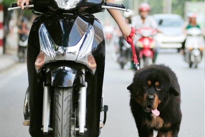 Người lái xe máy sẽ không được sử dụng xe để dẫn dắt vật nuôi theo dự thảo Luật Trật tự, an toàn giao thông đường bộ
