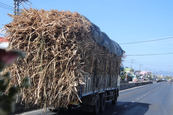 Xe tải chở mía quá chiều cao, chiều dài tiềm ẩn gây tai nạn giao thông là điều không tránh khỏi