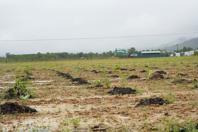 Trồng cây xanh sau khi sân bay A So hoàn thành xử lý đất nhiễm chất độc dioxin.