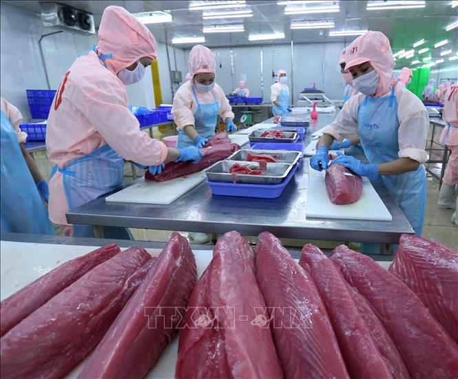 Chế biến sản phẩm cá ngừ đại dương xuất khẩu tại nhà máy của Công ty Cổ phần Bá Hải. Ảnh: Vũ Sinh/TTXVN