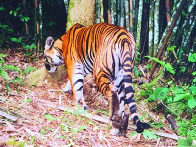 Bức ảnh cuối cùng ghi nhận 1 trong 17 cá thể hổ Đông Dương còn sống ngoài tự nhiên ở Vườn Quốc gia Pù Mát