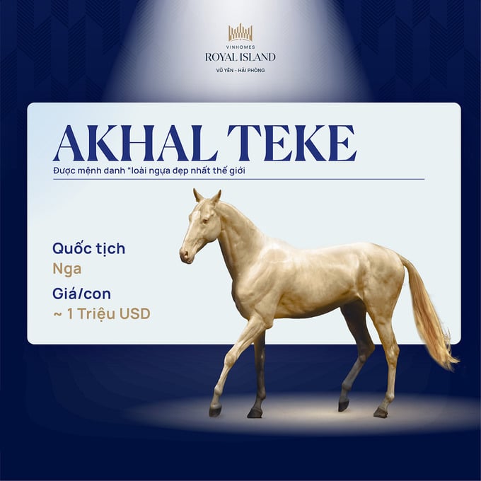 Akhal Teke được gọi là “thiên mã”, quý hiếm bậc nhất trong các giống ngựa