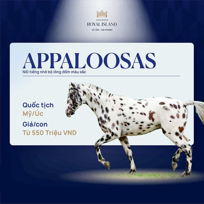 Appaloosas là giống ngựa nổi tiếng với thành tích đạt được trong những cuộc đua