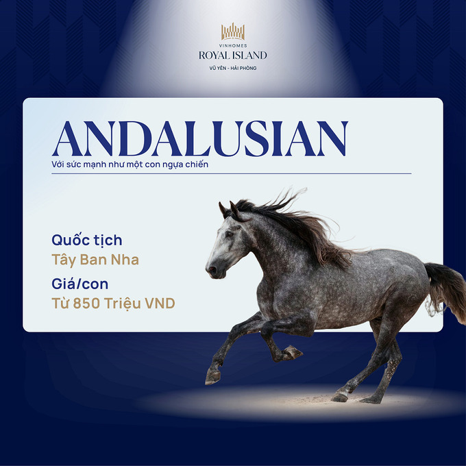 Andalusian là giống ngựa đa năng, thích hợp với các nhiệm vụ làm việc khác nhau