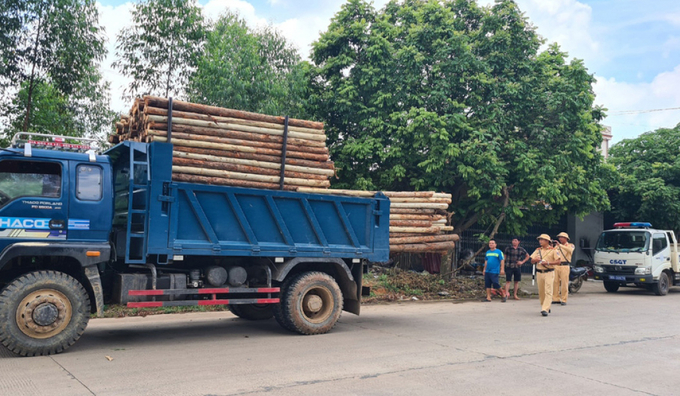 Lực lượng Cảnh sát giao thông huyện Lục Nam kiểm tra, xử lý xe chở gỗ vi phạm luật ATGT.