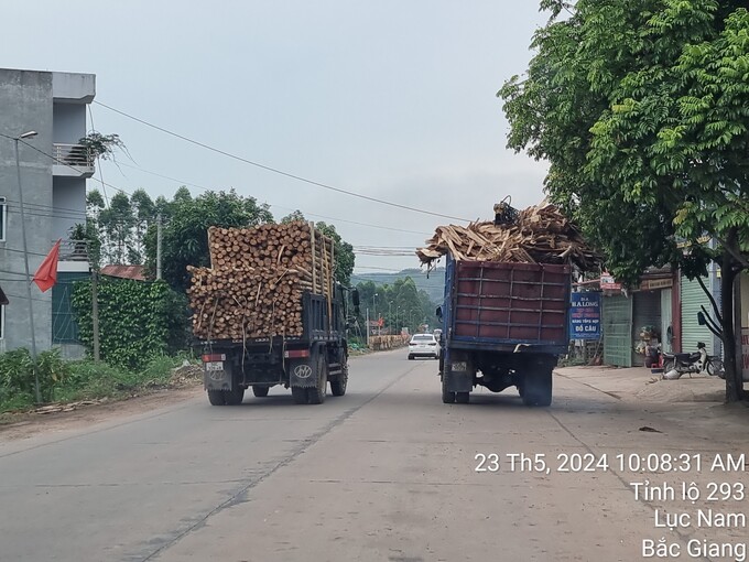 Nhiều xe ô tô tải chở gỗ quá khổ, quá tải gây mất ATGT tại Bắc Giang.