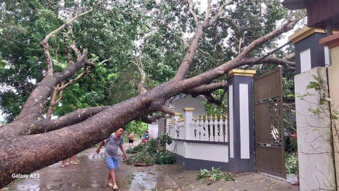 Một cây xà cừ hai chục năm tuổi ở TDP Tân Lập, TT Cao Thượn, Tân Yên, Bắc Giang bị gió quật đổ chiều 07/9 (Ảnh: Quỳnh Hương)