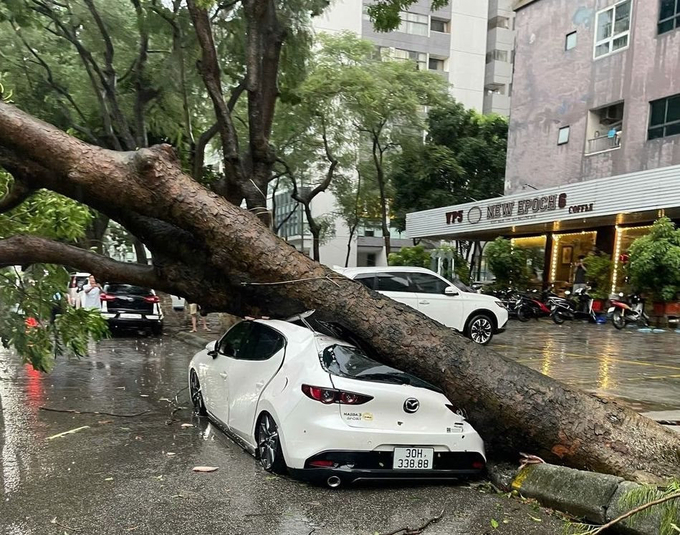 Trong trường hợp đơn vị quản lý cây xanh do cắt tỉa, chặt cành không đảm bảo an toàn dẫn tới, cành rơi, cây đổ xuống ô tô, khi đó trách nhiệm bồi thường sẽ thuộc về đơn vị quản lý cây xanh.