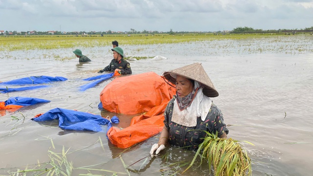 Cán bộ chiến sỹ các đơn vị bộ đội, cùng Lực lượng dân quân tự vệ dầm mình dưới nước nhiều tiếng đồng hồ thu hoạch lúa giúp bà con ở huyện Ba Vì. Ảnh: VGP