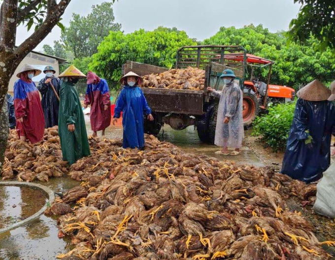 Hàng ngàn con gia súc, gia cầm bị chết, lũ cuốn trôi.