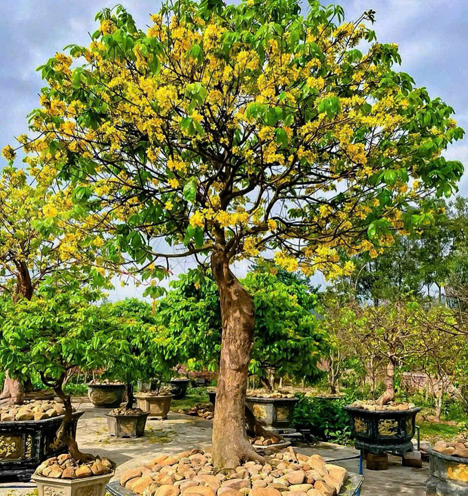 Mai Yên Tử đặc biệt ở màu vàng tươi và cánh hoa dày, tượng trưng cho sự may mắn