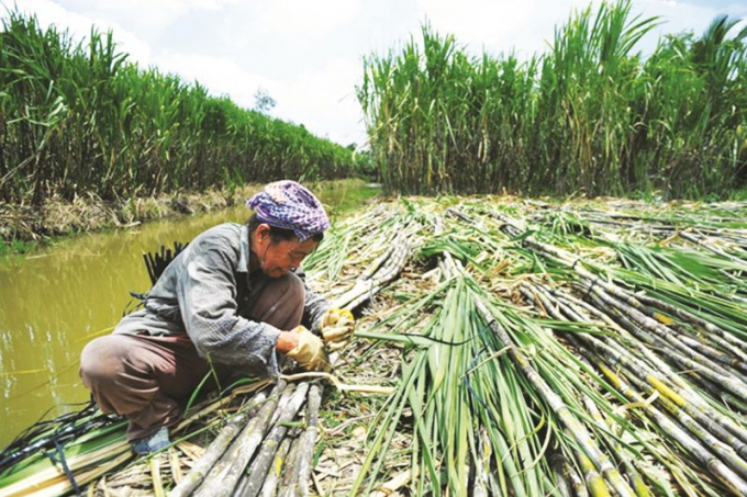 Để ngành mía đường phát triển bền vững, vẫn cần xây dựng được mối liên kết chặt chẽ giữa doanh nghiệp và người nông dân.