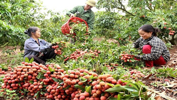 Theo lãnh đạo tỉnh Bắc Giang, vải thiều Bắc Giang mùa vụ năm nay có chất lượng tốt nhất từ trước đến nay