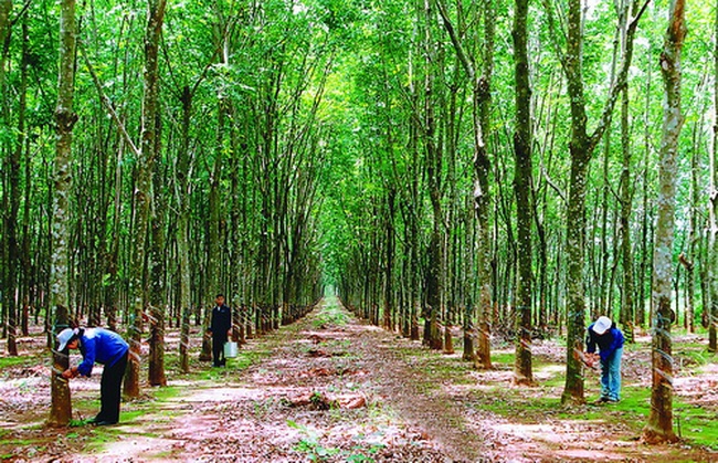 Cao su Phước Hòa lãi đột biến trong năm 2020 nhờ 860 tỷ đồng tiền bồi thường 346 ha làm khu công nghiệp Nam Tân Uyên mở rộng giai đoạn 2.