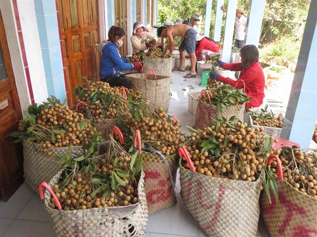 Nhãn xuồng, nhãn Idor là những mặt hàng được dự báo cùng vượt cầu trong những ngày tới