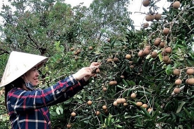 Sóc Trăng là một trong những địa phương nổi tiếng với đặc sản nhãn xuồng - Ảnh minh họa