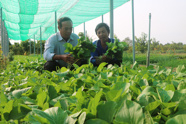 Bên cạnh hỗ trợ đầu ra cho cung ứng tại địa phương, Đồng Tháp đang dần đưa các sản phẩm rau quả lên thị trường thương mại trong và ngoài nước.