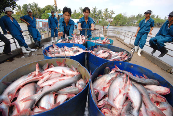 Ưu tiên tiêm vắc xin cho doanh nghiệp cá tra. Ảnh minh họa