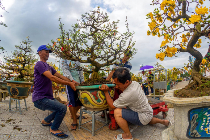 Mặt hàng được nhiều người dân ưu chuộn nhất đó là mai nên giá để được sở hữu một cây mai về trang trí trong nhà cũng khá là cao